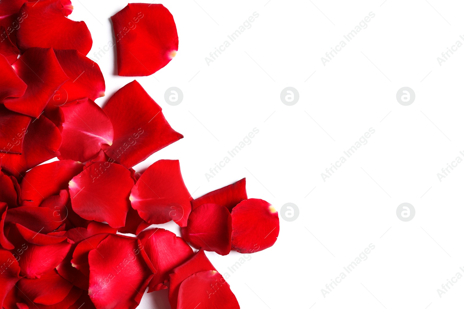 Photo of Red rose petals on white background, top view