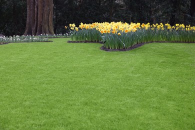 Photo of Beautiful yellow daffodil flowers and green lawn in park