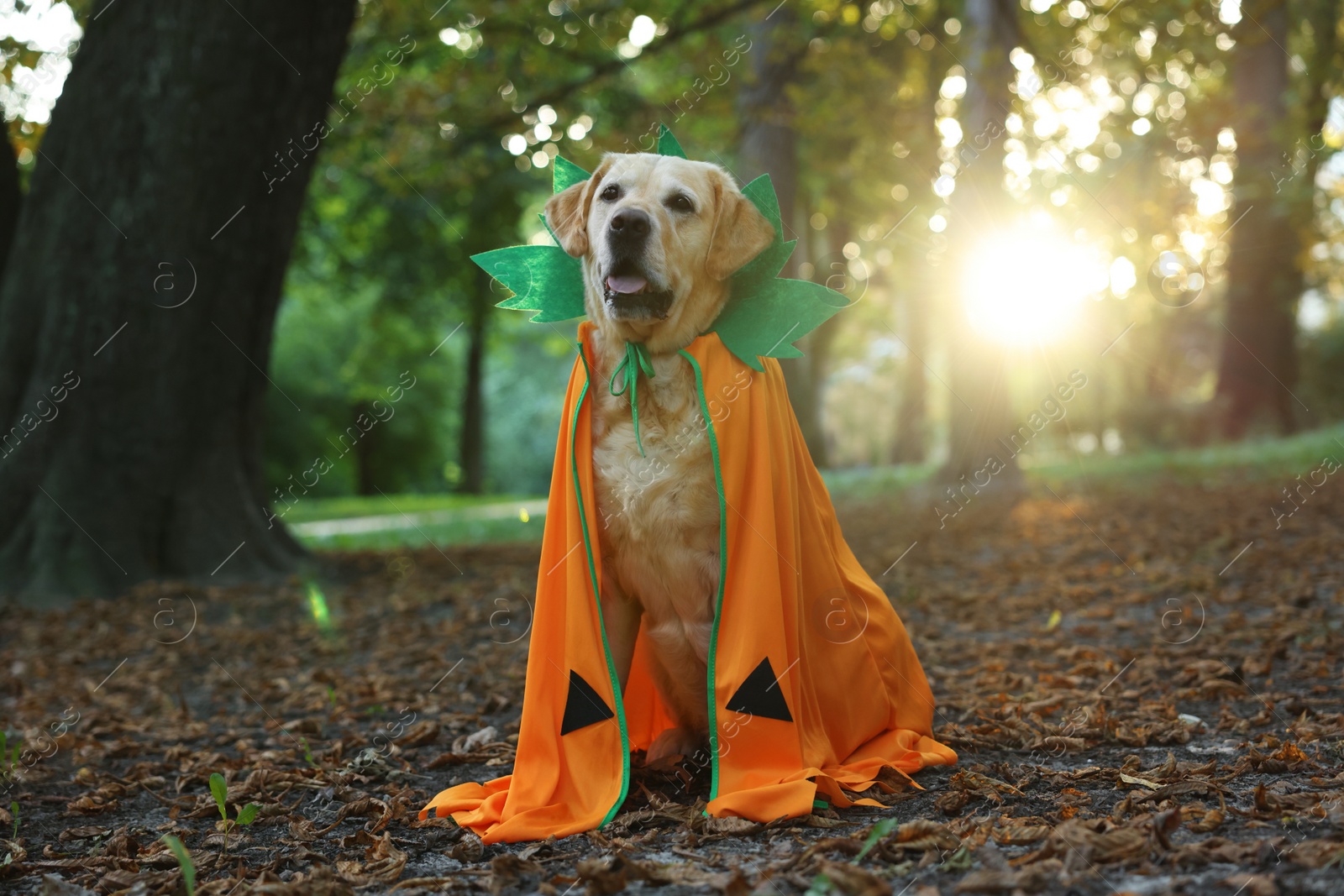 Photo of Cute Labrador Retriever dog wearing Halloween costume sitting in autumn park