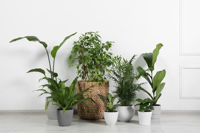 Photo of Many different houseplants in pots on floor near white wall indoors