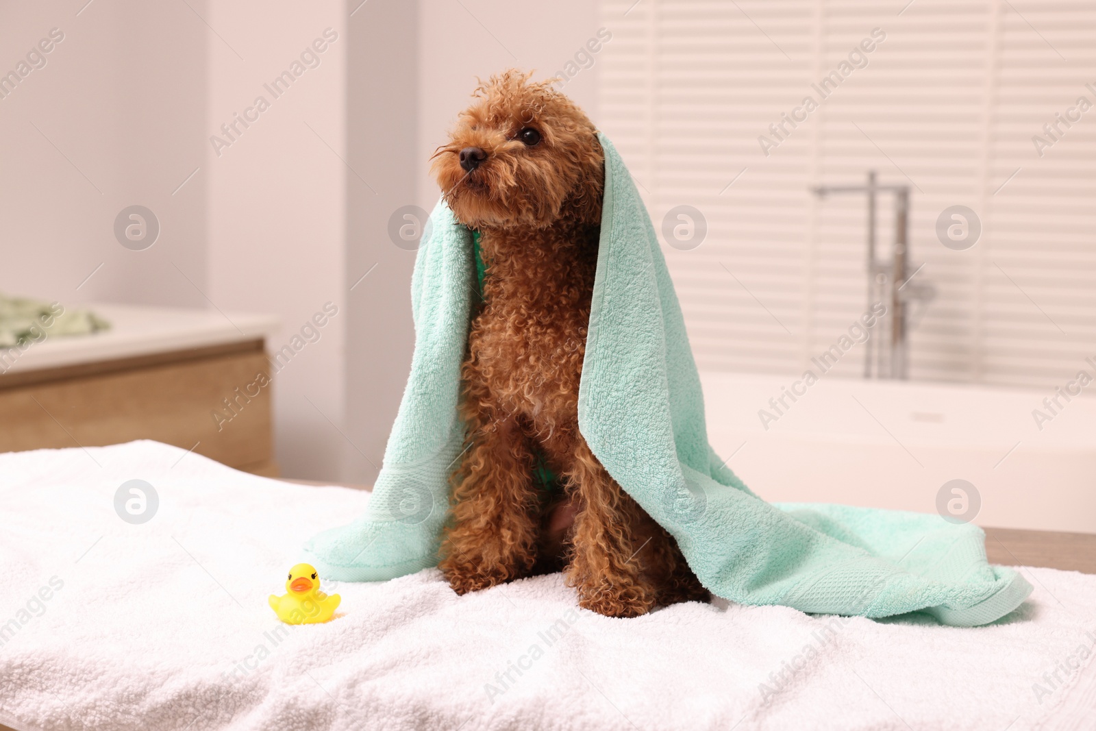 Photo of Cute Maltipoo dog wrapped in towel and rubber duck in bathroom. Lovely pet