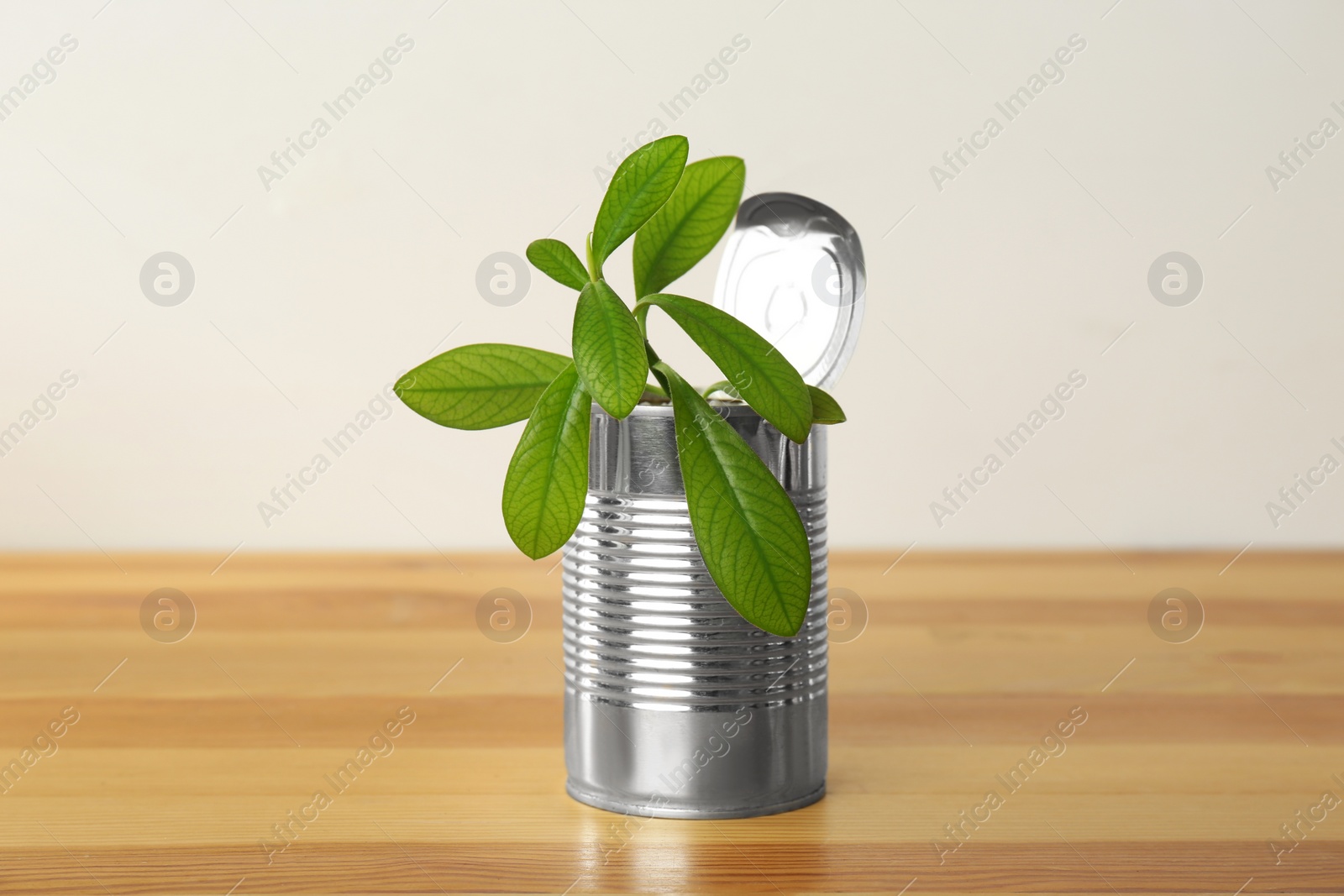 Photo of Organic houseplant in tin can on wooden table