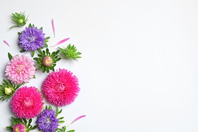 Beautiful aster flowers on white background, top view. Space for text