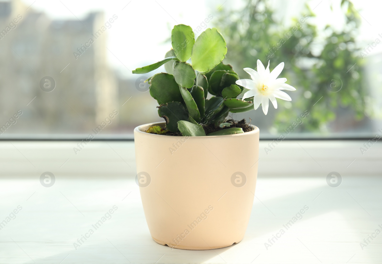 Photo of Beautiful blooming Schlumbergera plant (Christmas or Thanksgiving cactus) in pot on window sill