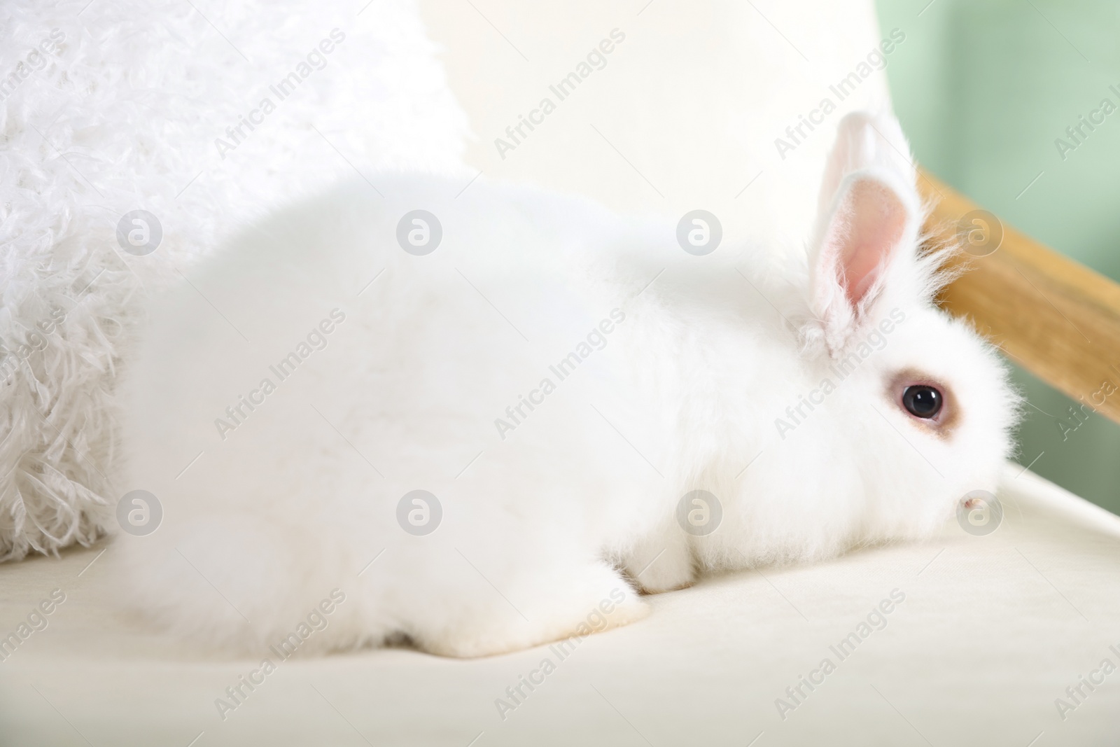 Photo of Fluffy white rabbit on sofa indoors. Cute pet