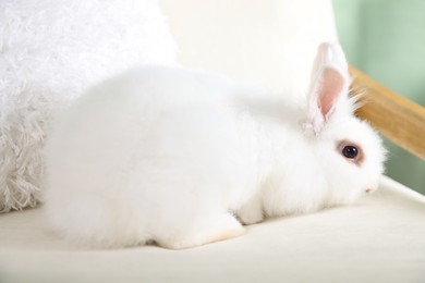 Fluffy white rabbit on sofa indoors. Cute pet