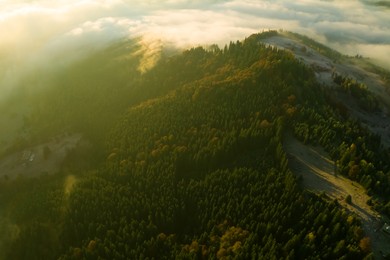 Beautiful landscape with thick mist and forest in mountains. Drone photography