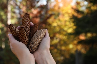 Woman holding pine cones outdoors on autumn day, closeup. Space for text