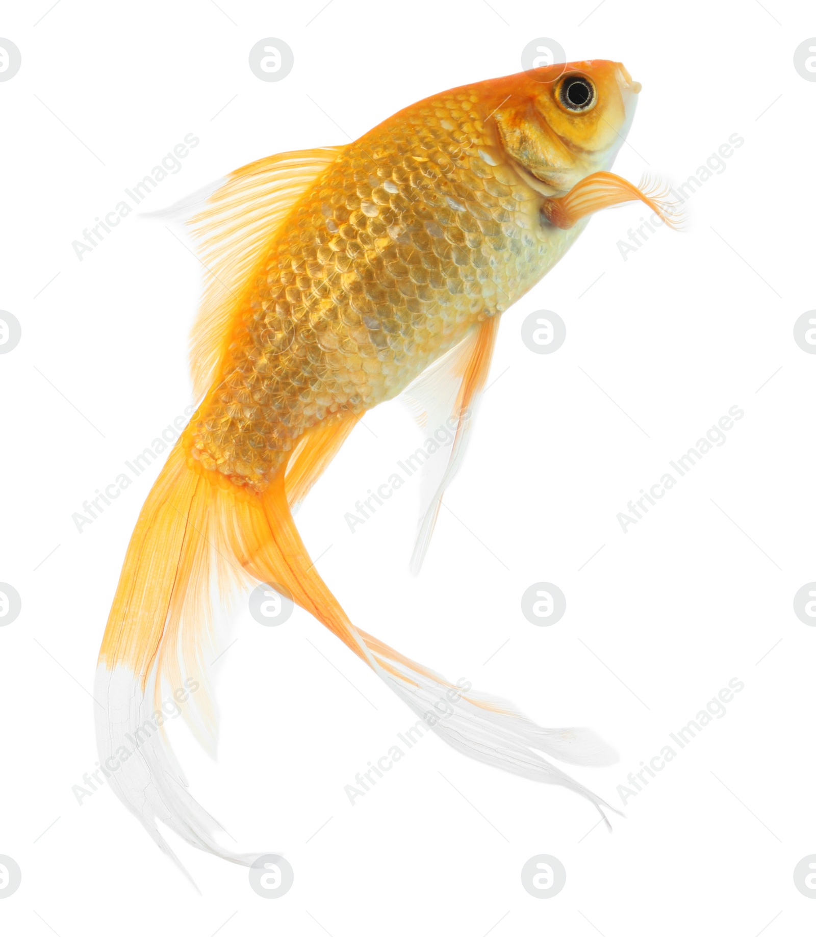 Photo of Beautiful bright small goldfish isolated on white