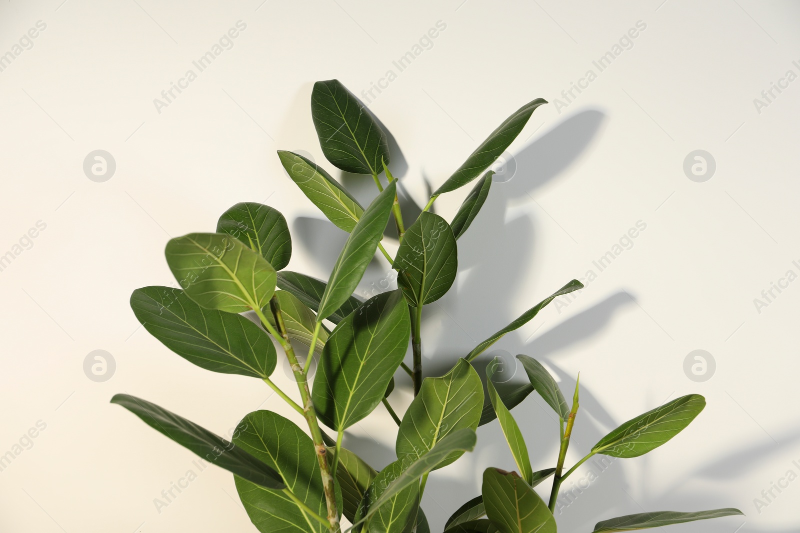 Photo of Green ficus near white wall, space for text. Beautiful houseplant