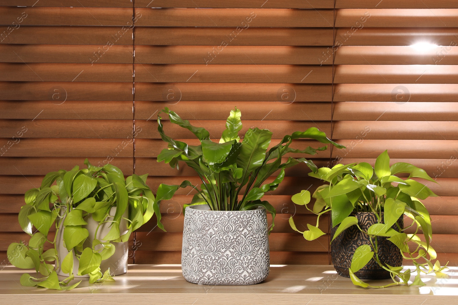 Photo of Different houseplants on wooden table near window. Interior design