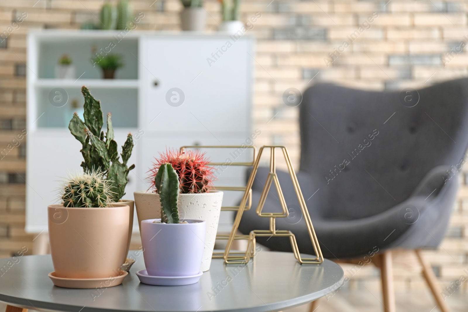 Photo of Different beautiful cacti in flowerpots on table