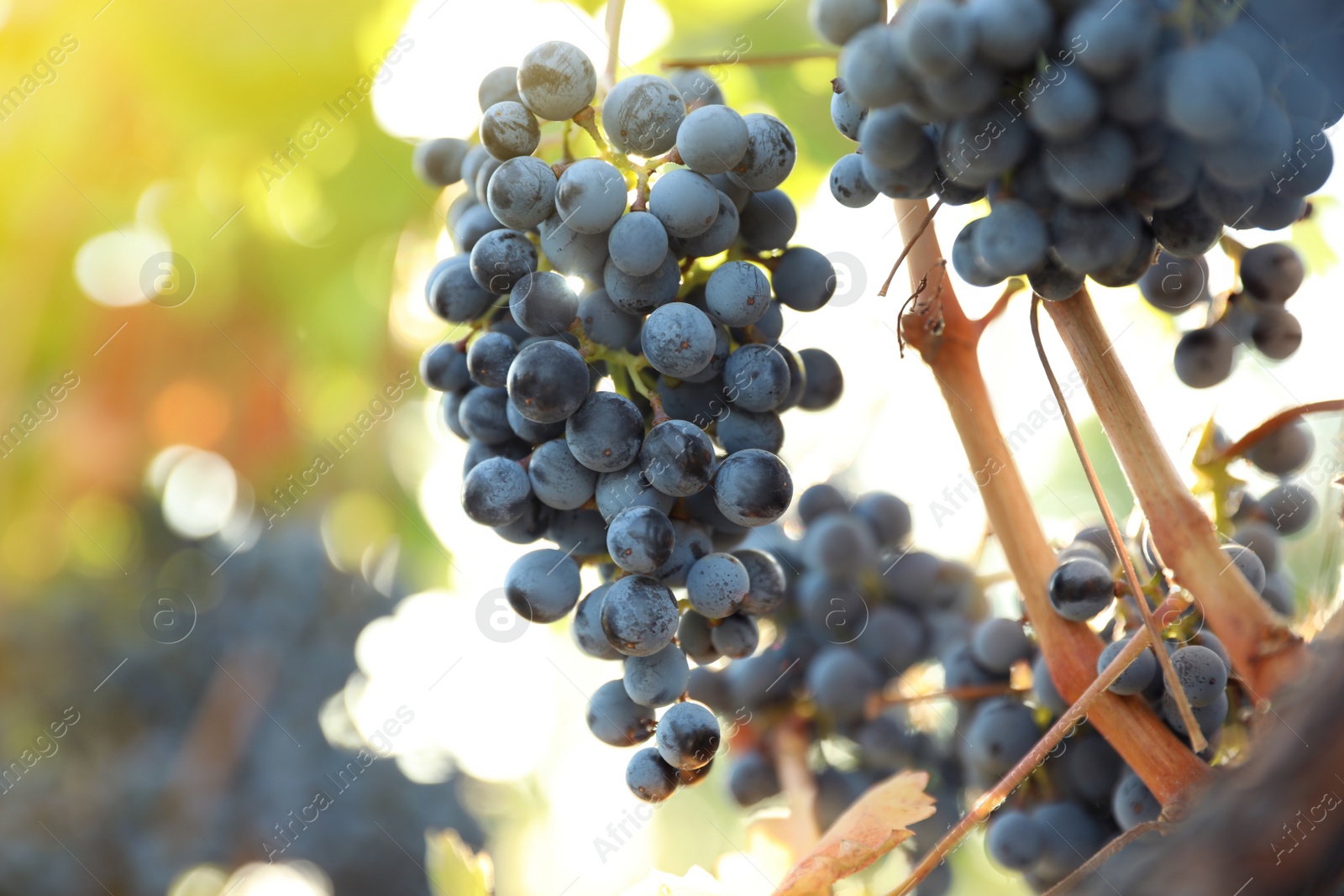 Photo of Fresh ripe grapes growing in vineyard on sunny day