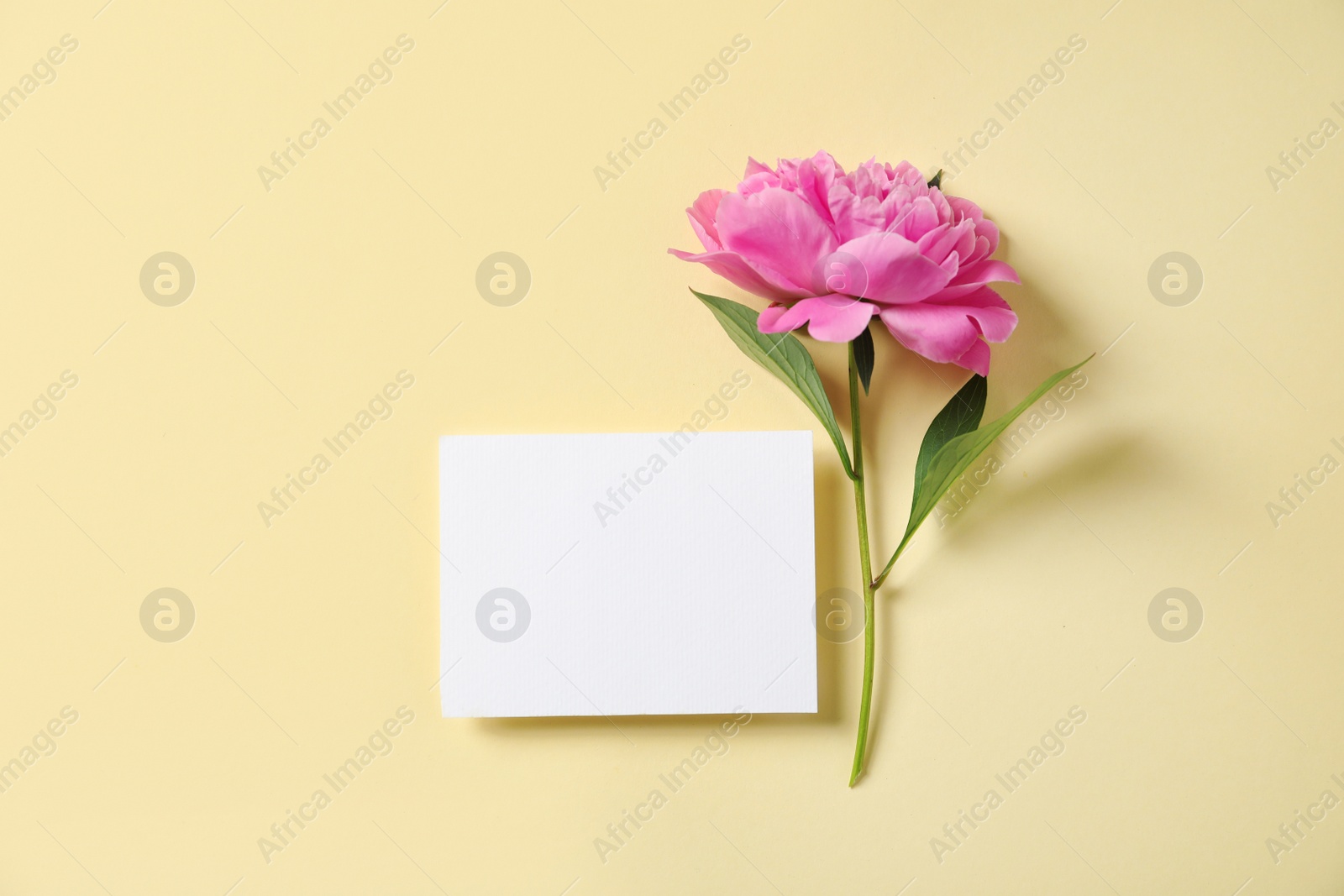 Photo of Fresh peony and empty card on color background, flat lay with space for text