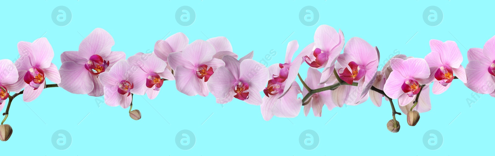 Image of Branch of beautiful orchid on turquoise background. Banner design