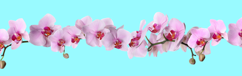 Branch of beautiful orchid on turquoise background. Banner design
