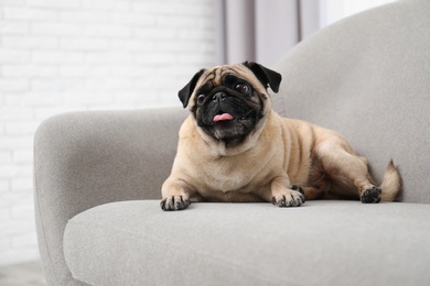 Happy cute pug dog on sofa indoors