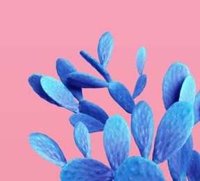 Image of Blue cactus on pink background. Creative design