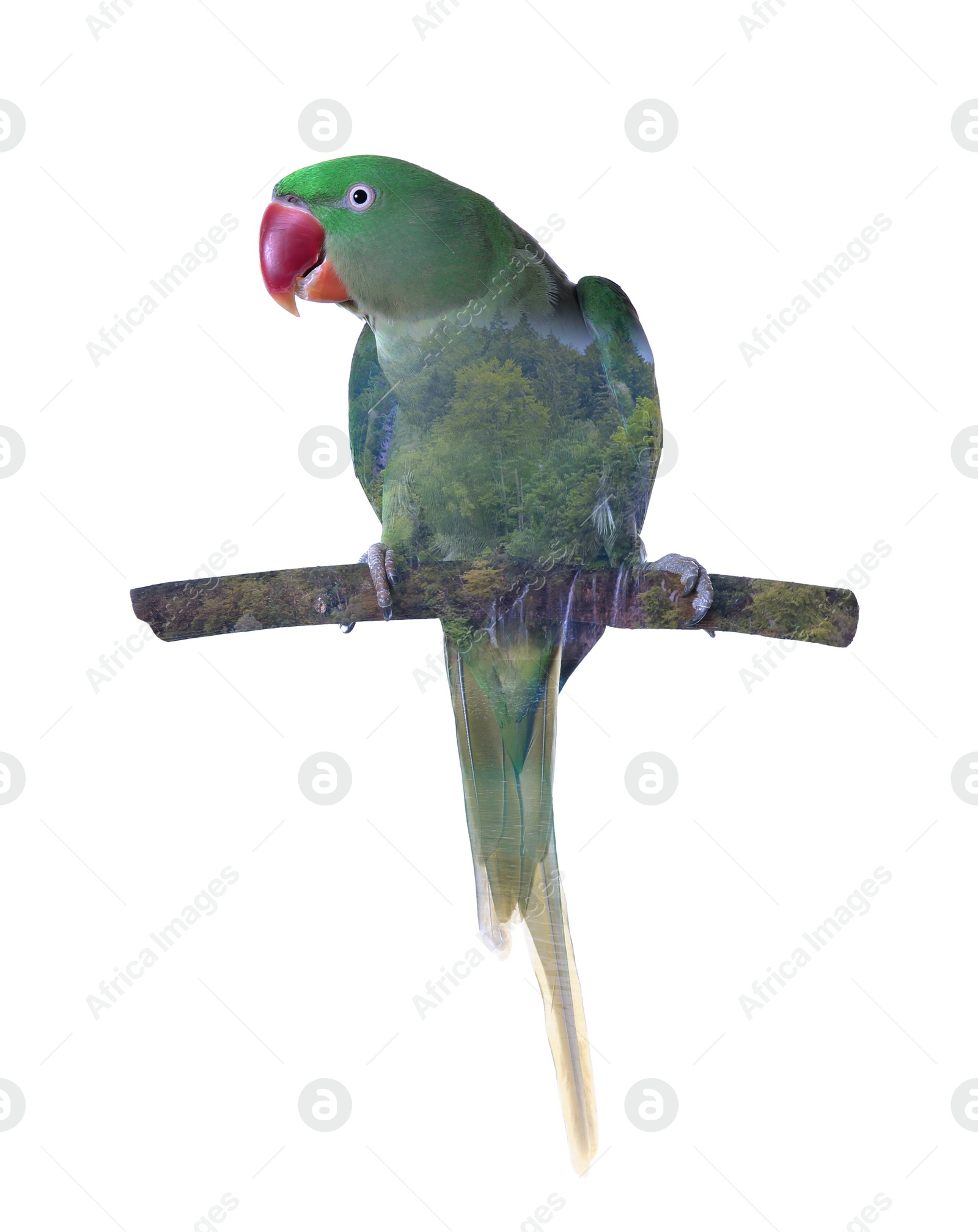 Image of Double exposure of Alexandrine Parakeet and green forest