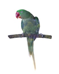 Image of Double exposure of Alexandrine Parakeet and green forest