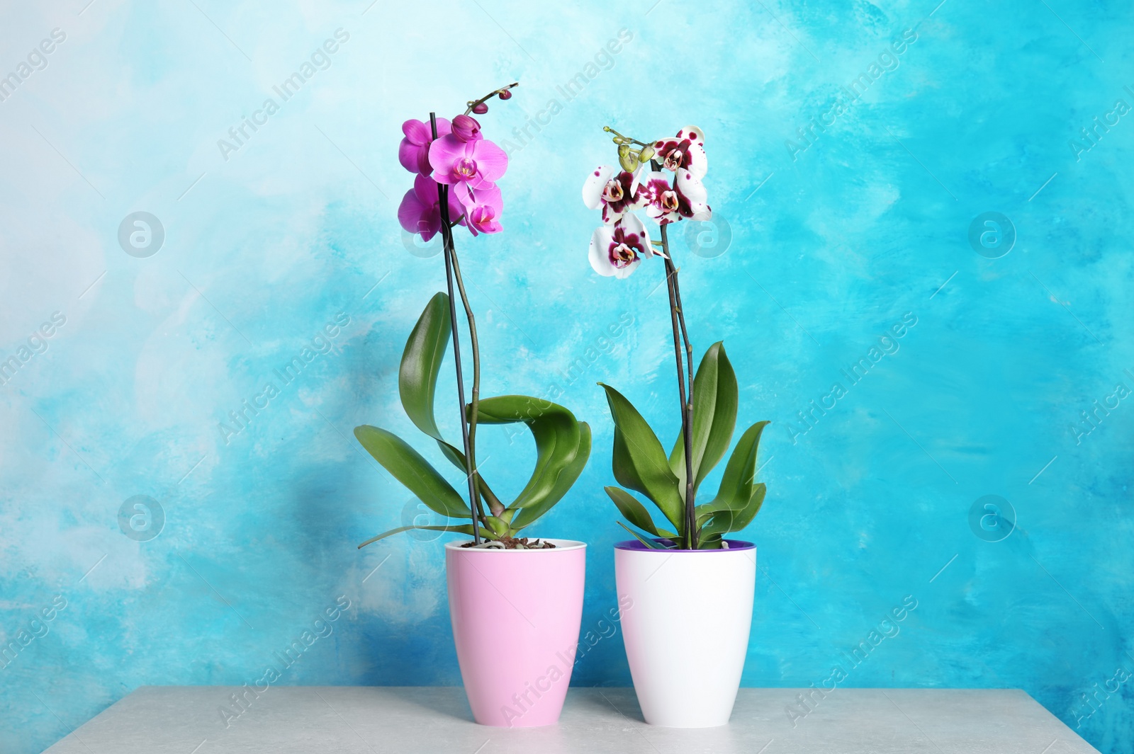 Photo of Beautiful tropical orchid flowers in pots on table near color wall