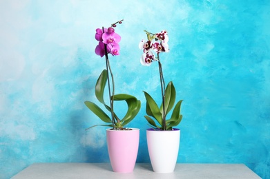 Photo of Beautiful tropical orchid flowers in pots on table near color wall