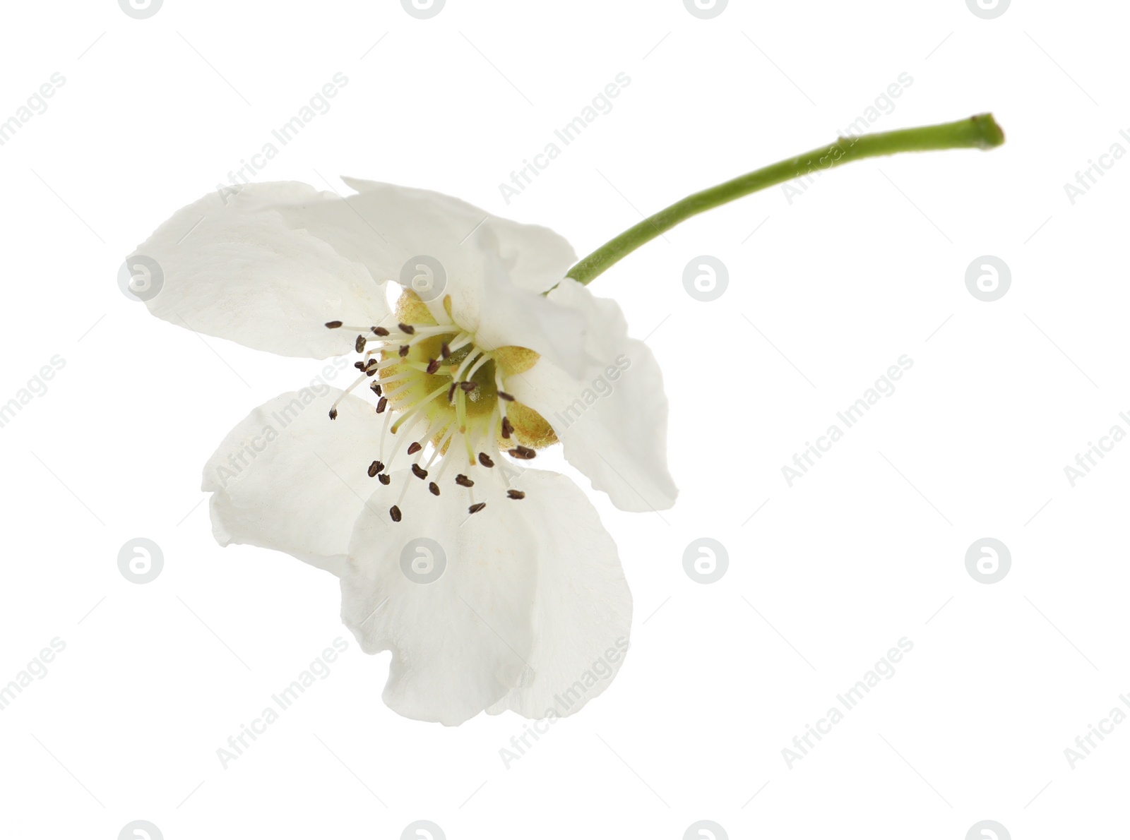 Photo of Beautiful flower of blossoming pear tree on white background