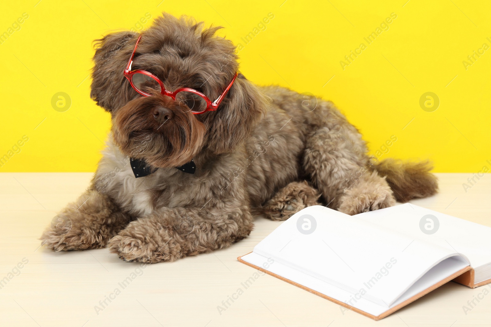 Photo of Cute Maltipoo dog with book wearing glasses on white table against yellow background. Lovely pet