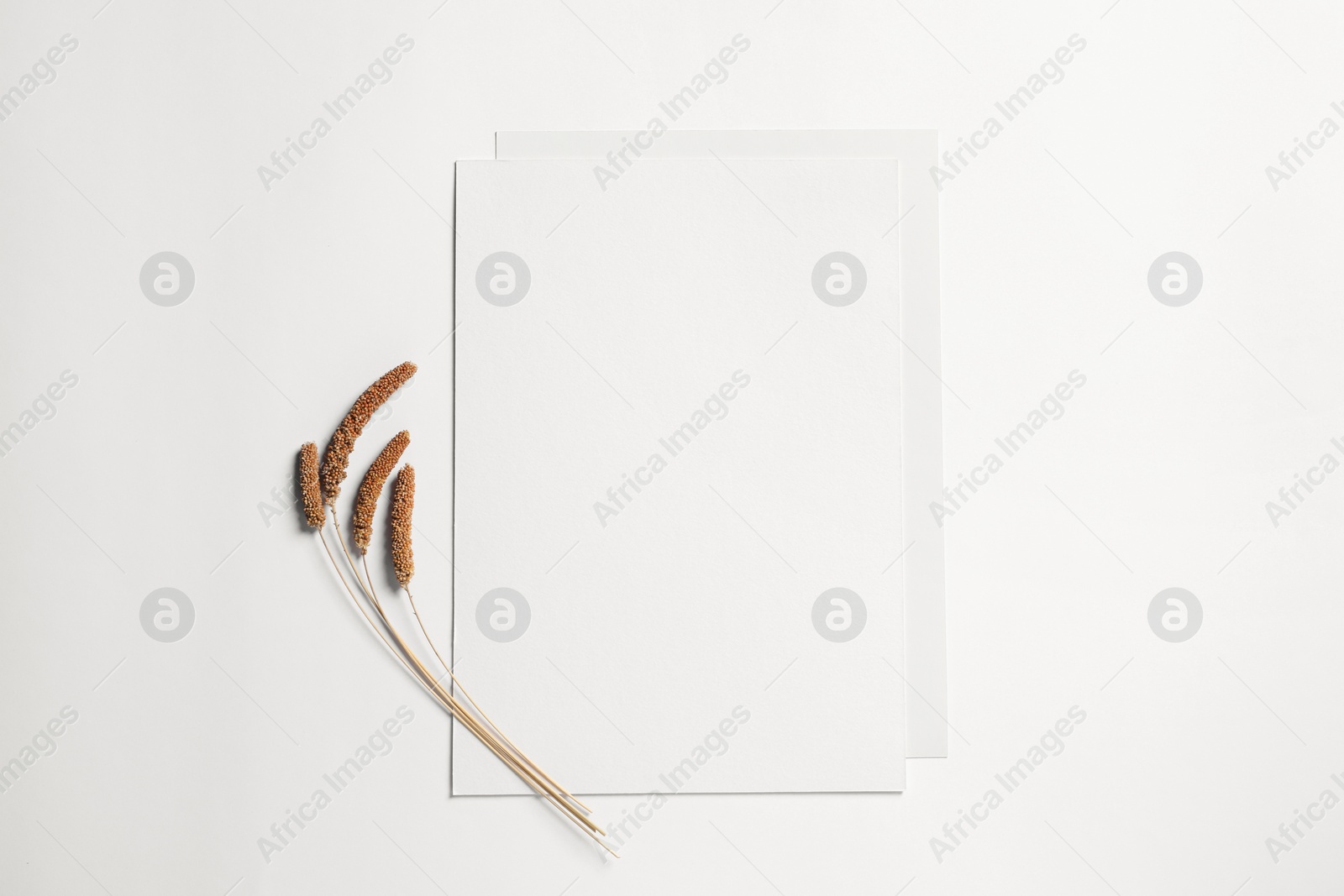 Photo of Empty sheet of paper and dry decorative spikes on white background, flat lay. Mockup for design