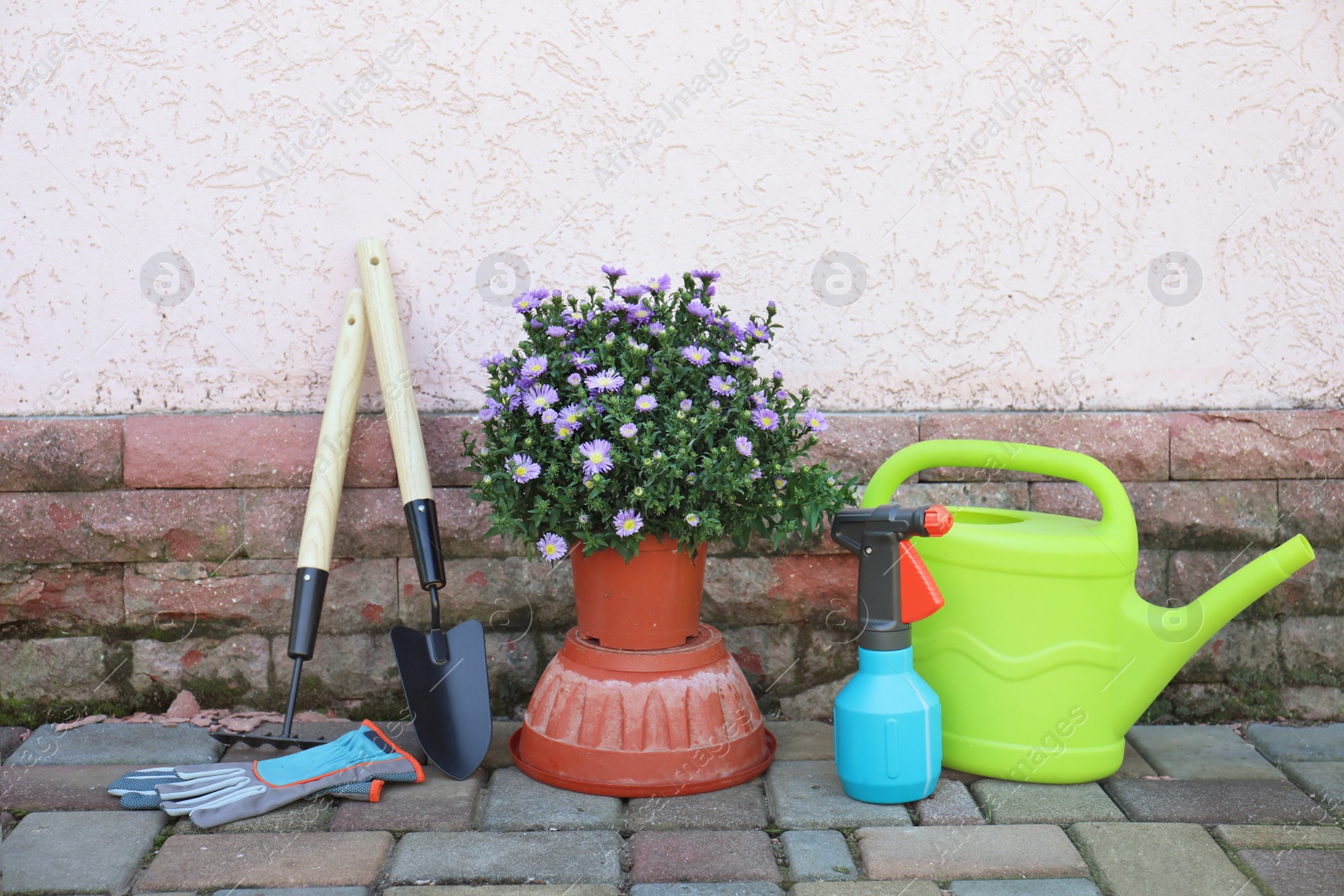 Photo of Potted flower and gardening tools near wall on floor, outdoors