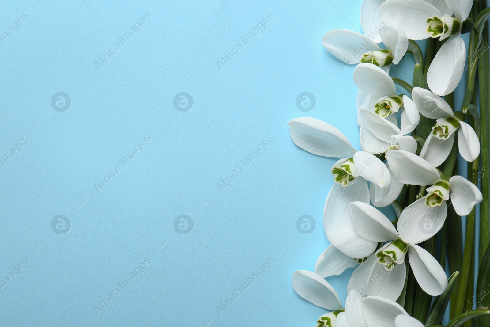 Photo of Beautiful snowdrops on light blue background, flat lay. Space for text