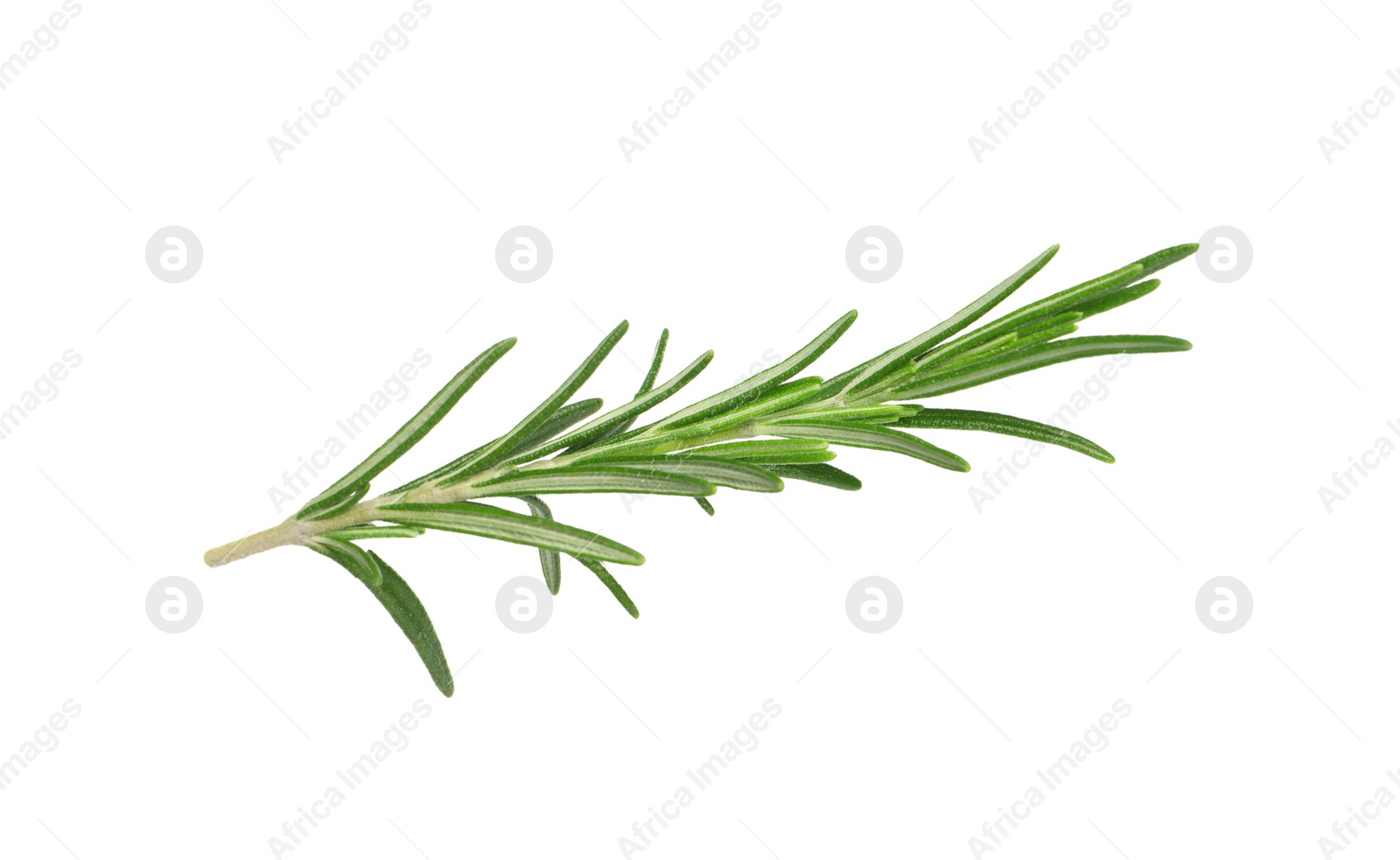 Photo of Sprig of fresh rosemary isolated on white