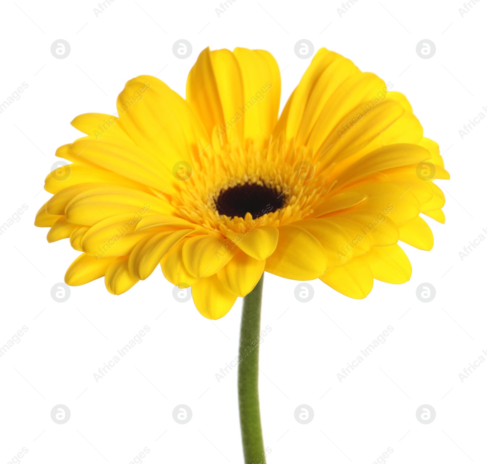 Photo of Beautiful yellow gerbera flower isolated on white