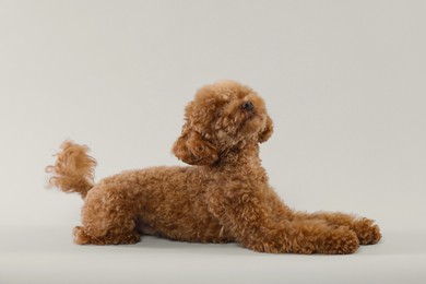 Photo of Cute Maltipoo dog on light grey background. Lovely pet