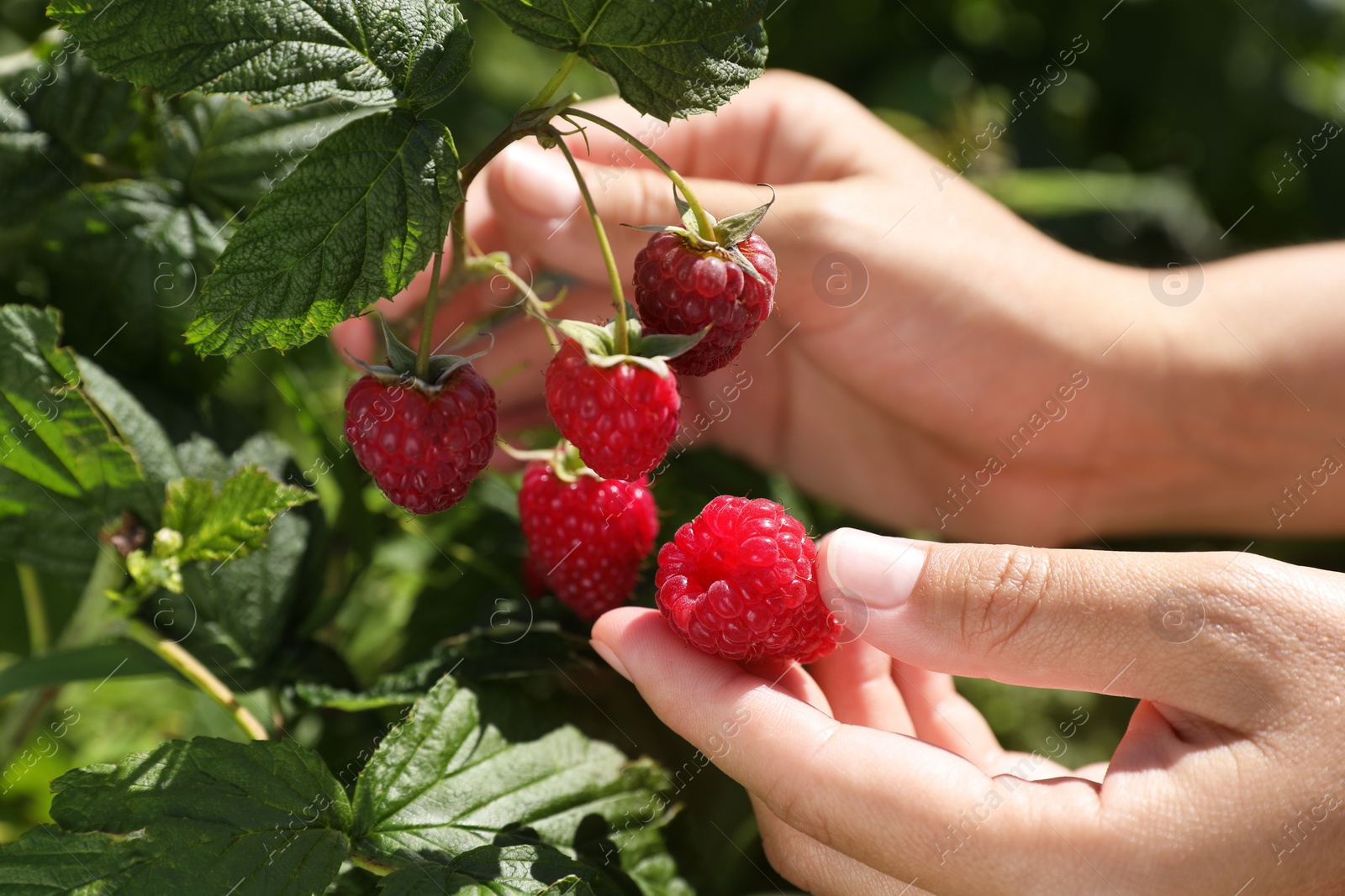 Photo of Woman picking ripe raspberries from bush outdoors, closeup