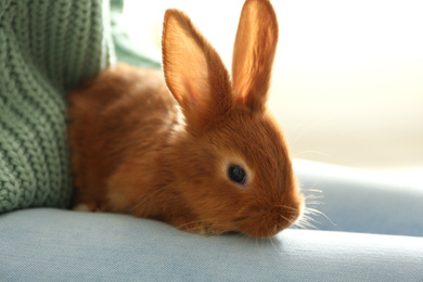 Young woman with adorable rabbit indoors, closeup. Lovely pet