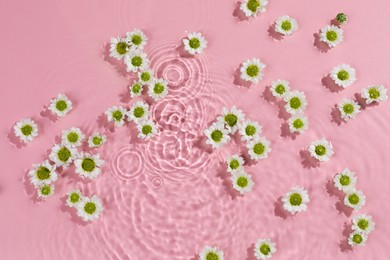 Beautiful chrysanthemum flowers in water on pink background, top view