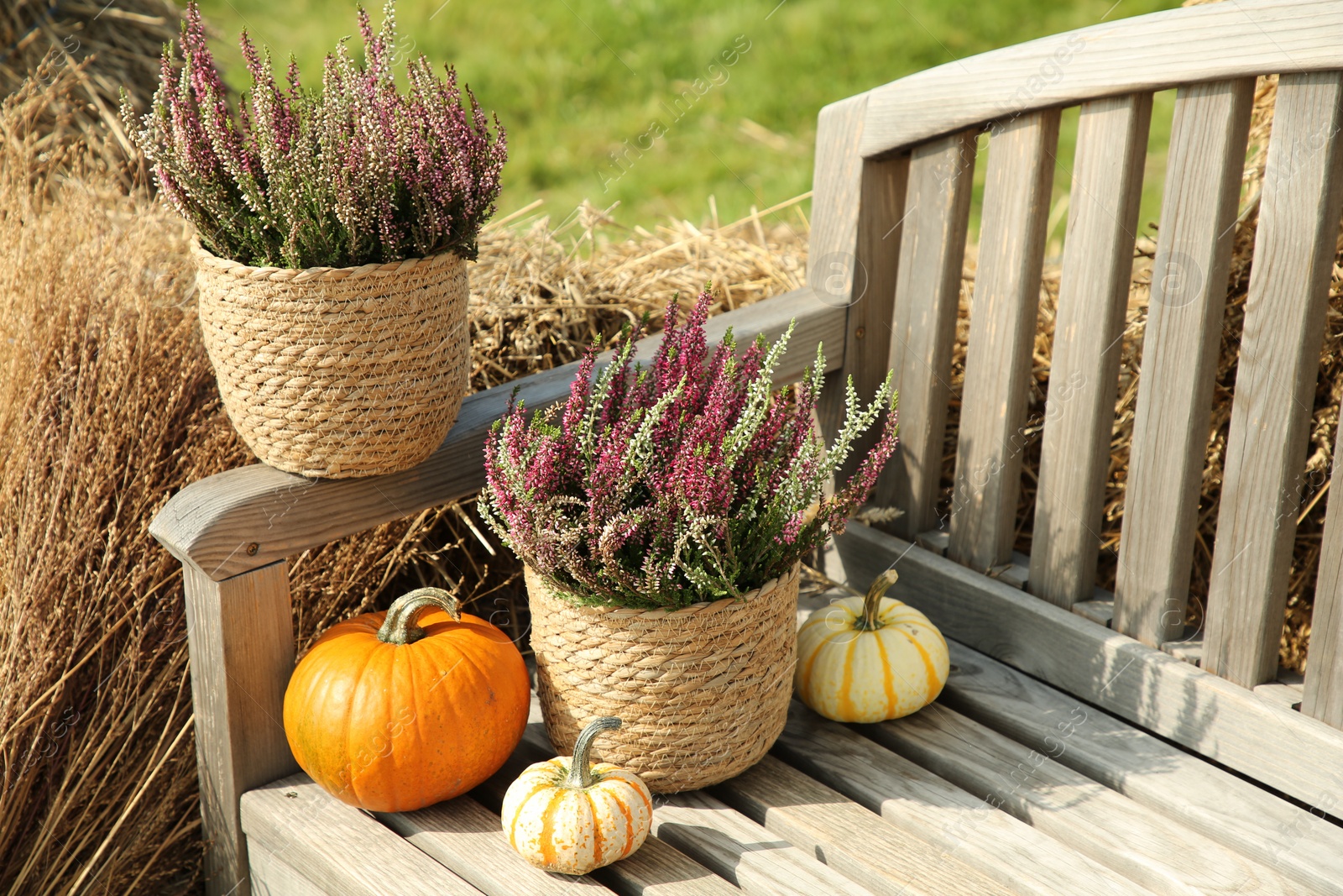 Photo of Beautiful heather flowers in pots and pumpkins on wooden bench outdoors, space for text