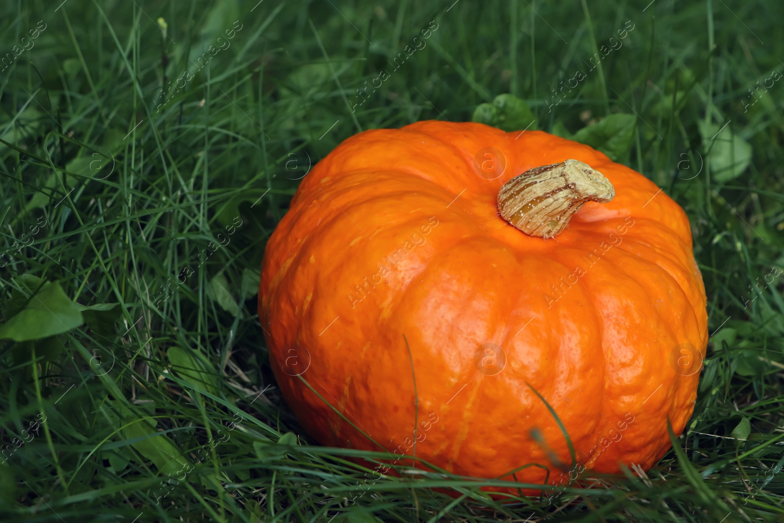 Photo of Ripe orange pumpkin among green grass outdoors, closeup. Space for text