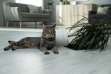 Mischievous cat near overturned houseplant on floor indoors