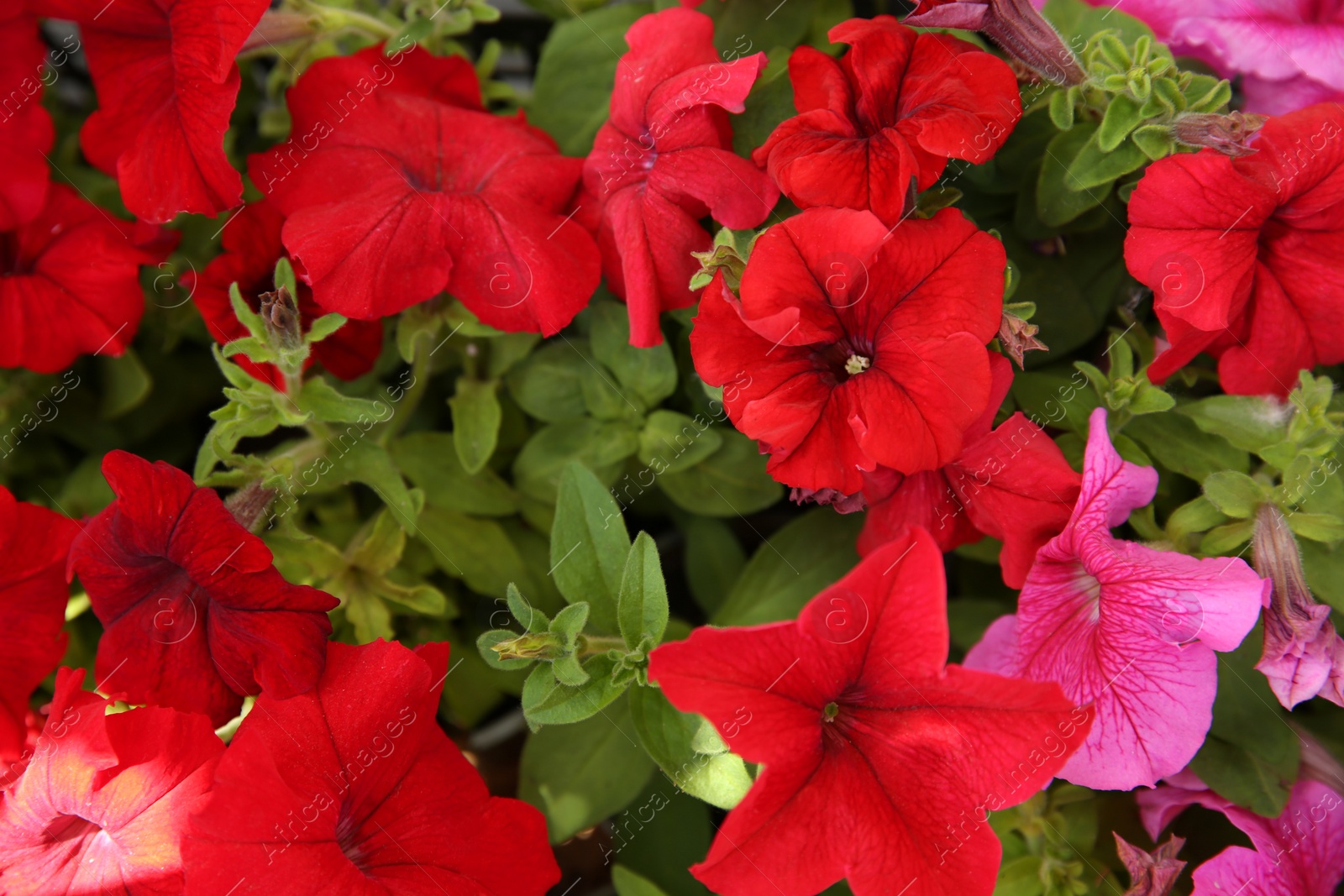 Photo of Closeup view of beautiful petunia flowers. Potted plant