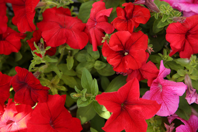 Photo of Closeup view of beautiful petunia flowers. Potted plant