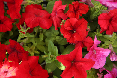 Closeup view of beautiful petunia flowers. Potted plant