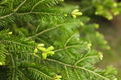 Green branches of beautiful conifer tree outdoors, closeup