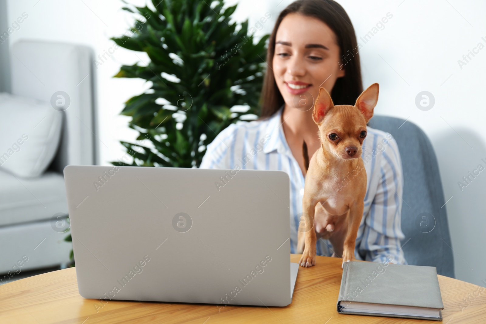 Photo of Young woman with chihuahua working on laptop at table. Home office concept