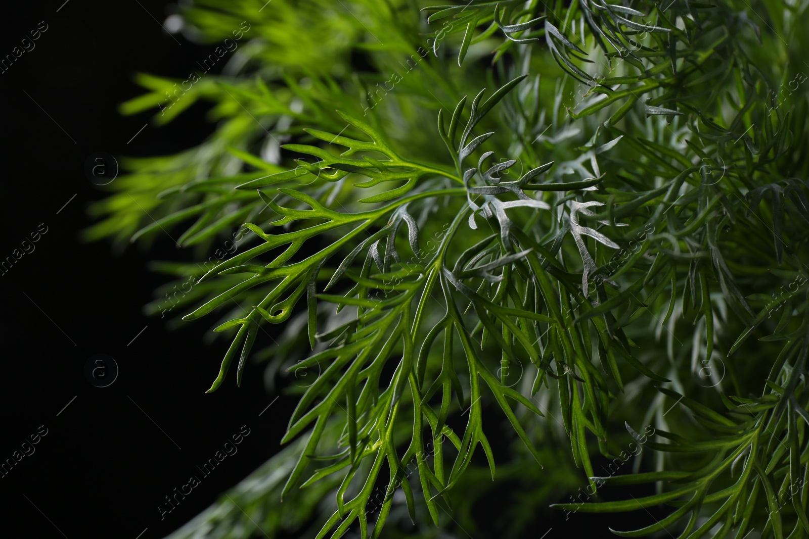 Photo of Sprigs of fresh dill on black background, closeup