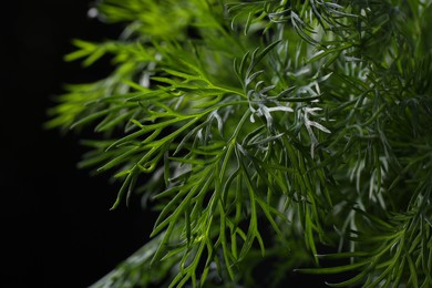 Photo of Sprigs of fresh dill on black background, closeup