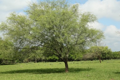 Photo of Beautiful tree growing outdoors on sunny day