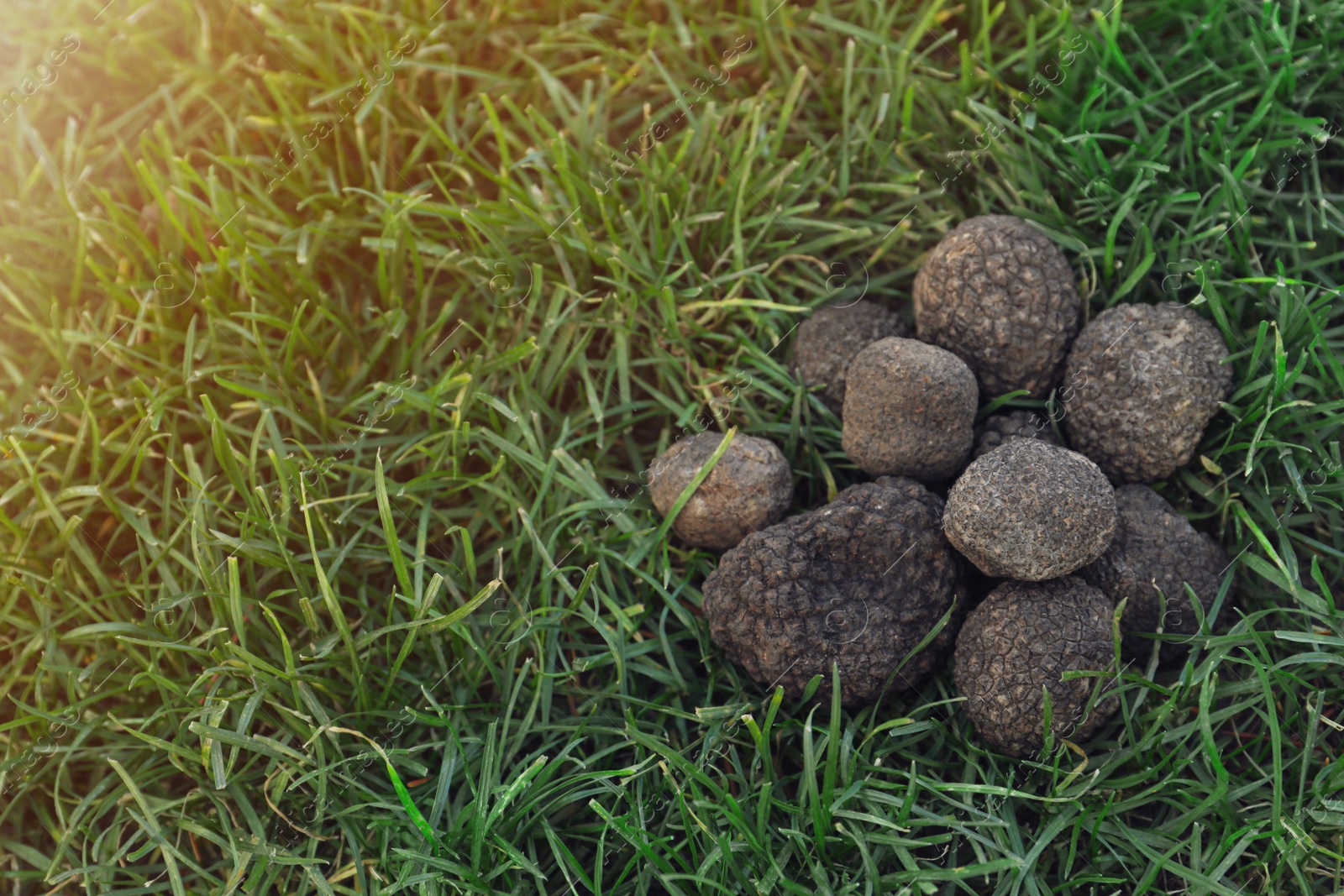 Photo of Fresh truffles on green grass, space for text