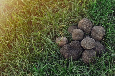 Photo of Fresh truffles on green grass, space for text
